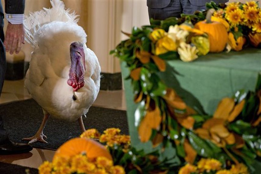 El único ausente en la Casa Blanca será el pavo Cheese pues recibió el perdón presidencial como parte de la tradición de Acción de Gracias. (Foto AP)