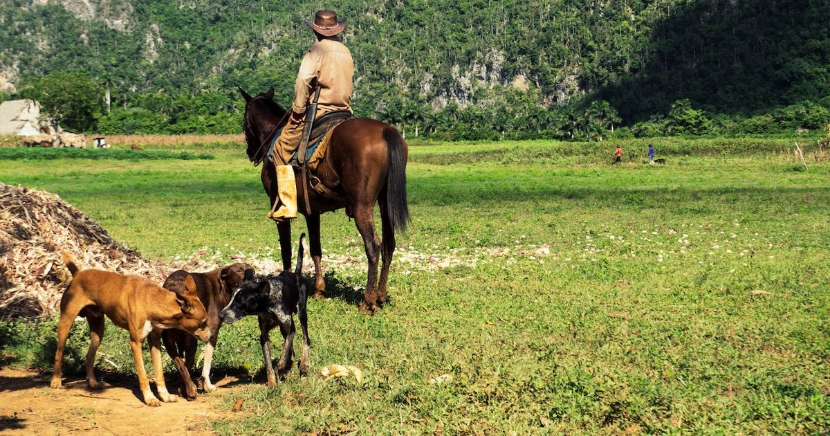 Régimen castrista es el único culpable del desastre en la agricultura, denuncian campesinos cubanos