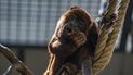 El gobierno mexicano considera a los monos aulladores una especie “en peligro de extinción” y prohíbe su venta o captura. Un nuevo informe sugiere que el tráfico de especies silvestres y en peligro de extinción es común en México y ocurre principalmente por internet.