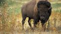 Hombre es corneado por un bisonte en parque en EEUU