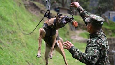 Un soldado colombiano entrena a un perro en rastreo y seguimiento, en la Sección de Adiestramiento y Reentrenamiento Canino (SERCA) en el cantón militar de la Escuela de Logística en Bogotá, Colombia el 14 de junio de 2023.