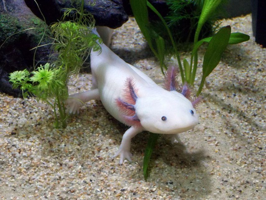 El achoque pertenece al género Ambystoma, estudiado por la ciencia debido a su extraordinaria capacidad para regenerar extremidades mutiladas y porciones de órganos como el cerebro y el corazón.