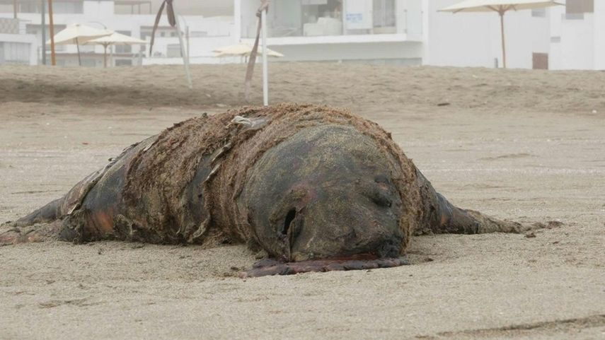 Perú reportó la muerte de 585 lobos marinos por la gripe aviar en febrero de 2023.&nbsp;