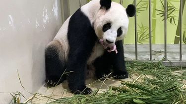 Esta fotografía del folleto, puesta a disposición por Wildlife Reserves Singapore, muestra a la panda gigante Jia Jia empuñando a su primer cachorro de panda, nacido el 14 de agosto de 2021 en una exhibición del zoológico fuera de la exhibición en River Safari en Singapur.
