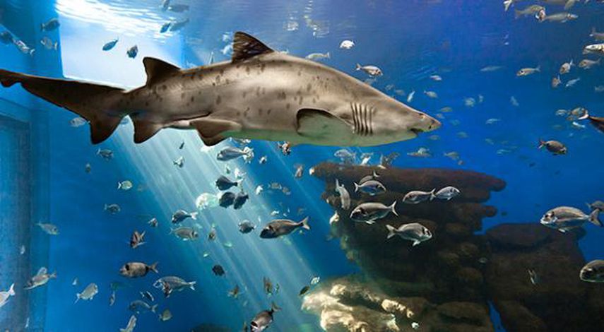 La piel del tiburón está cubierta con millones de escamas microscópicas y agudas que se sobreponen, y por décadas se ha creído que esa textura da a los animales una mayor eficiencia en su desplazamiento por el agua. (ARCHIVO)