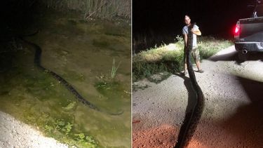 Kyle Penniston, de Homestead, al sur de Miami,&nbsp;capturó él solo un ejemplar de pitón birmana de 17,5 pies de largo y 120 libras de peso.