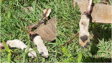 Descuerados y cocinados perros en Cuba ¿consumo o venta?