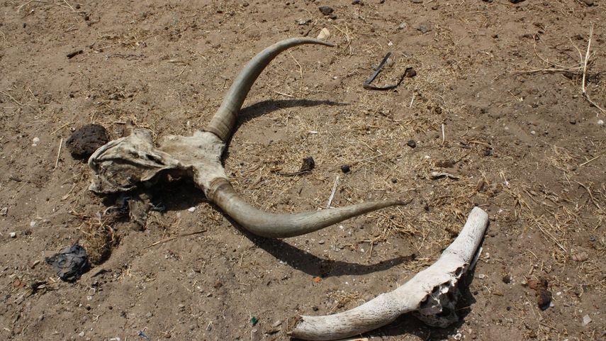 Año catastrófico para cosechas en EEUU por sequía