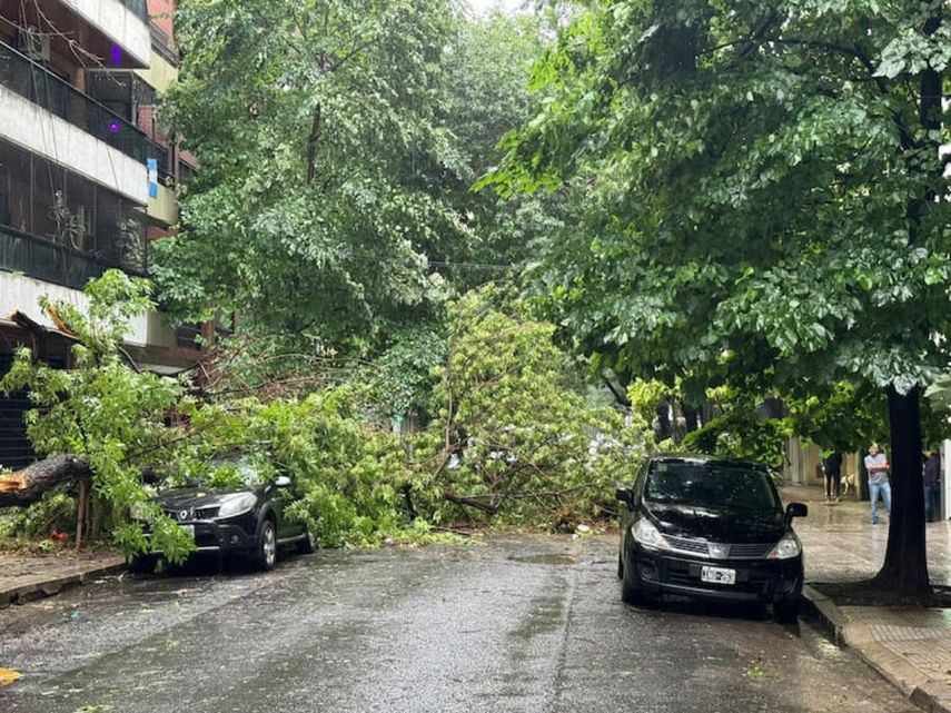 Arboles sobre algunos vehículos tras el paso de una tormenta en Argentina.
