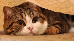 Internautas inundaron Twitter con fotos de gatos tras atentado en Barcelona