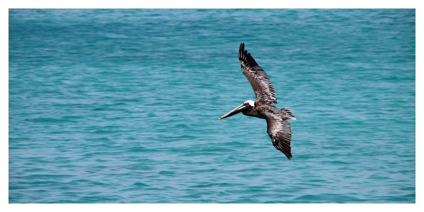 Se espera que el hábitat de anidación de aves marinas de alta densidad a lo largo de la costa tenga un aumento de aproximadamente el 80% y 70% en el riesgo de erosión e inundación debido al aumento del nivel del mar.