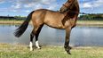 Quilina, uno de los catorce caballos de salto confiscados a Alejandro Andrade, quien fue guardaespaldas de Hugo Chávez y tesorero nacional de Venezuela.