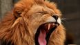 Leones matan a tres niños cerca de reserva natural en Tanzania