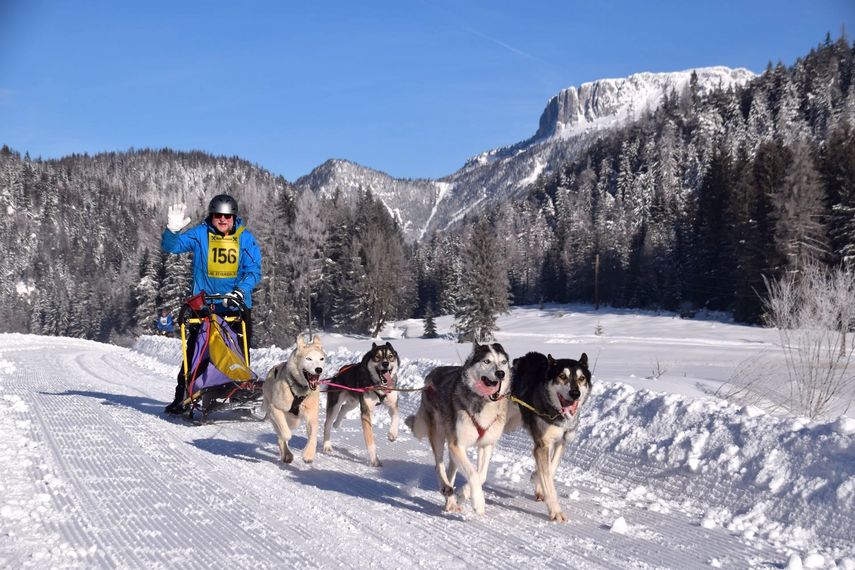 En los Alpes austr&iacute;acos cerca de Kitzb&uuml;hel los visitantes pueden moverse en trineos tirados por perros.