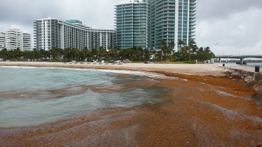 El&nbsp;tóxico microorganismo Karenia brevis&nbsp;es el causante de la marea roja y tiene efectos devastadores cuando las células se multiplican y forman una&nbsp;floración de algas dañinas.