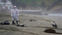 Un trabajador municipal recoge los pelícanos muertos como parte de un equipo de trabajadores enviados para retirarlos de la playa de Santa María en Lima, Perú. El foco de contagio en Ecuador se detectó hace cinco días atrás en la provincia de Cotopaxi.
