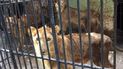 Animales en zoológicos: las otras víctimas de la crisis en Cuba Animales en zoológicos: las otras víctimas de la crisis en Cuba