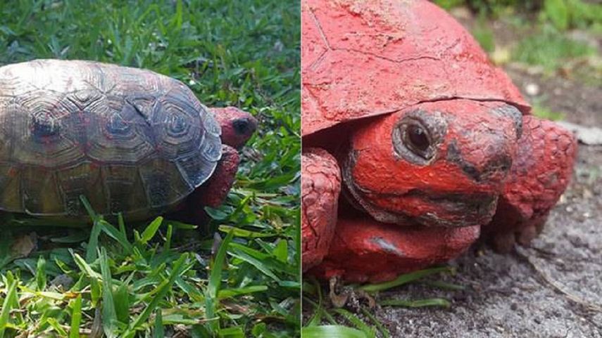 El animal fue cubierto con una pintura roja que ponía en riesgo su vida.&nbsp;