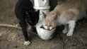 isla de gatos en brasil bajo la hambruna por la pandemia isla de gatos en brasil bajo la hambruna por la pandemia
