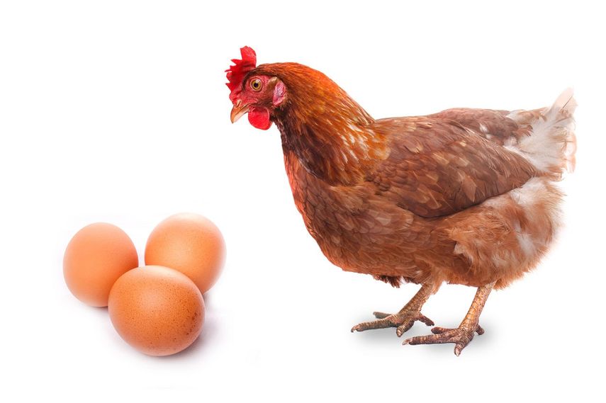 ¿Qué fue primero: el huevo o la gallina?