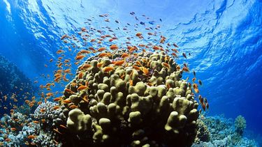 Oceanos en peligro.