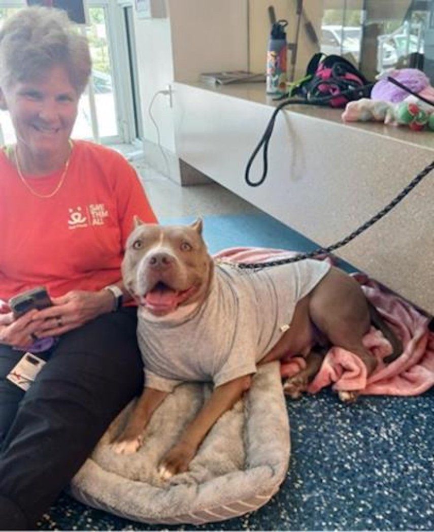 Foto de cortesía de Miami-Dade Animal Services (MDAS).