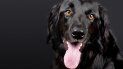 Ante el aumento de robos de perros, el Reino Unido endurece sanciones Ante el aumento de robos de perros, el Reino Unido endurece sanciones
