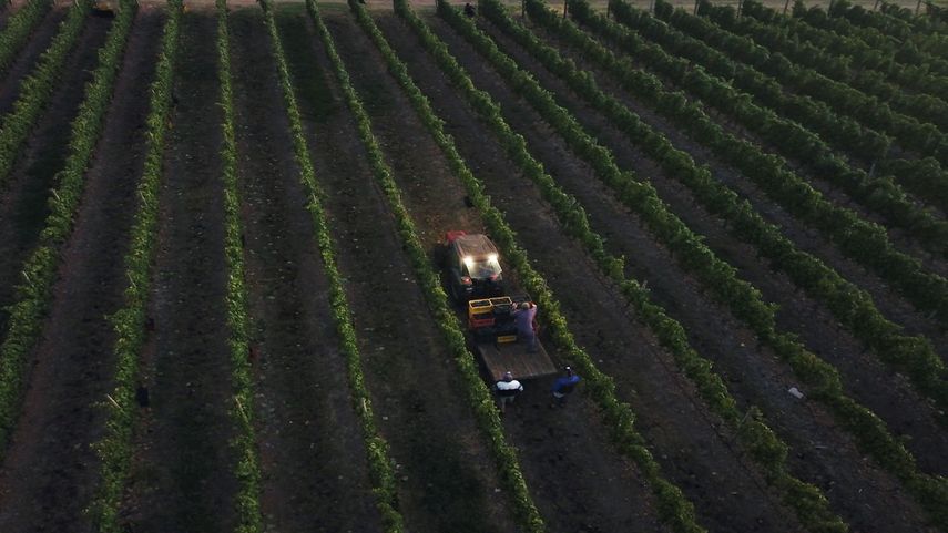 Vista aérea del viñedo de la bodega Bouza en Melilla, Uruguay, el 13 de marzo de 2023. A más de 10.000 km de sus orígenes en Francia, una uva roja con reputación de dureza produjo un golpe improbable que colocó a Uruguay en el mapa mundial del vino.