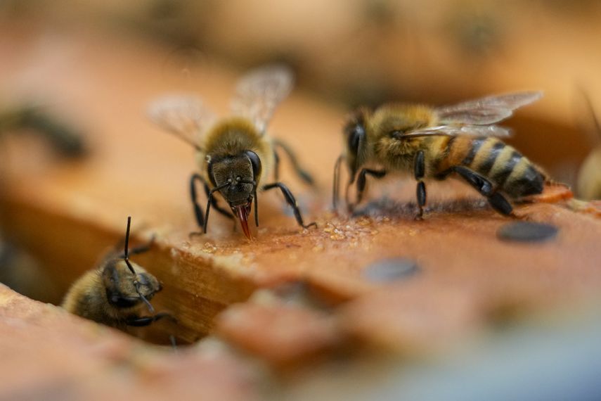 Una colonia de abejas en una colmena del patio de Nathalie Steinhauer, investigadora de abejas de la Universidad de Maryland, el miercoles 21 de junio de 2023, en College Park, Maryland.&nbsp;