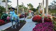 Paseo de perros y gatos, Miami.