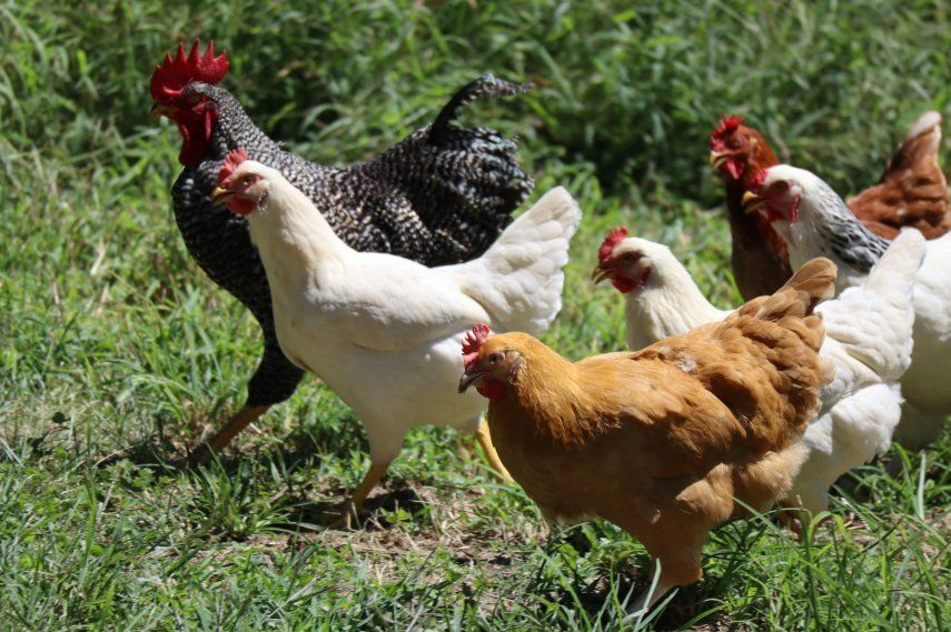 Gallinas en una granja.&nbsp;