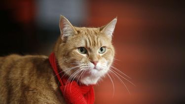 En esta fotografía de archivo del tres de noviembre de 2016 el gato Bob llega al estreno de la película “A Street Cat Named Bob” en Londres. 