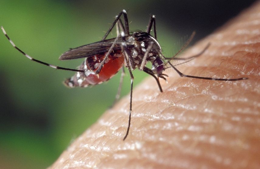 La hembra del mosquito Aedes aegypti es la que transmite el dengue.