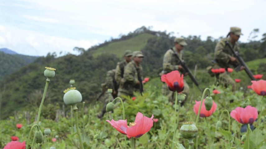 Cultivos de amapola en el estado de Guerrero, México