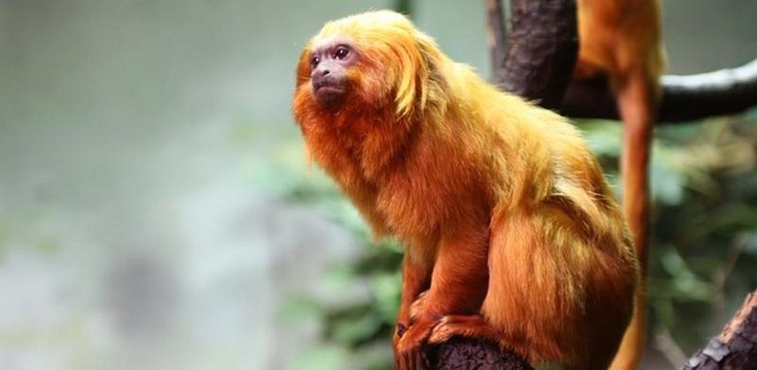 Ladrones roban a 17 monos exóticos desde un zoo