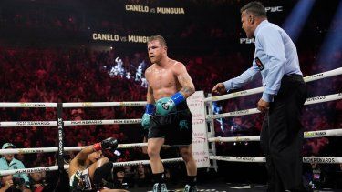 El mexicano Saúl Canelo Álvarez derriba a su compatriota Jaime Munguía en la pelea del sábado 4 de mayo de 2024, en Las Vegas.