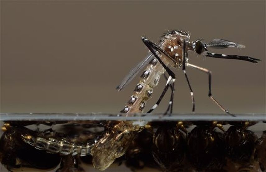 El Chikungunya se transmite por la picadura de mosquitos Aedes aegypti y Aedes albopictus. Foto AP.