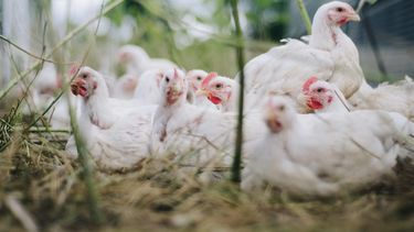 La Secretaría de Salud de México dijo que ña influenza zoonótica es una enfermedad que puede transmitirse de aves u otros animales a los seres humanos