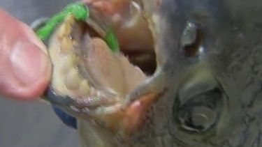 Un extraño pez con la dentadura parecida a la de un humano fue capturado recientemente por un pescador en Nueva Jersey.(Captura Youtube)