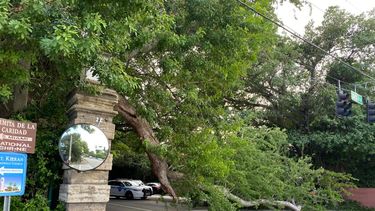 Oficiales de la&nbsp;Polic&iacute;a&nbsp;de Miami tuvieron que ser enviados al &aacute;rea del incidente para realizar tareas de control del flujo de autom&oacute;viles, tras la ca&iacute;da de un &aacute;rbol sobre la v&iacute;a.&nbsp;