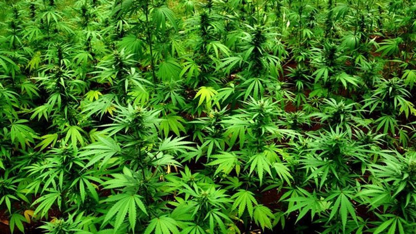El congreso estatal de la Florida aprobó el año pasado el uso de marihuana medicianal para ciertas enfermedades (ARCHIVO)