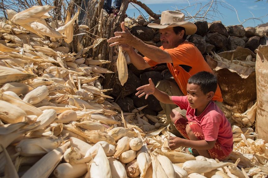 Un agricultor y su hijo en Honduras trabajan en la recolecci&oacute;n de la cosecha de ma&iacute;z.