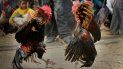 Personas viendo una pelea de gallos durante el festival Jonbeel en Jagiroad, a unos 75 kilómetros (47 millas) al este de Gauhati, estado de Assam, India. Personas viendo una pelea de gallos durante el festival Jonbeel en Jagiroad, a unos 75 kilómetros (47 millas) al este de Gauhati, estado de Assam, India.