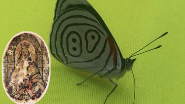 La reliquia de la Virgen junto a la mariposa coromotana.