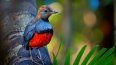La pitta louisiade es una de las especies “perdidas” encontradas en 2022 y 2023 en la isla Rossel, Papúa Nueva Guinea. No había registros precisos de esta ave desde 1898.&nbsp;