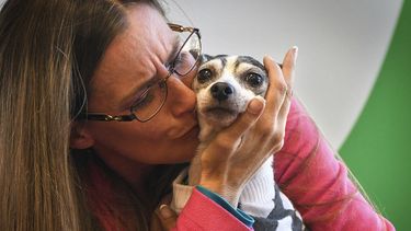 Fotograf&iacute;a del 11 de octubre de 2019 de Katheryn Strang en el momento en que se re&uacute;ne con su perra&nbsp;fox terrier&nbsp;miniatura Dutchess en un centro de Humane Animal Rescue en Pittsburgh.