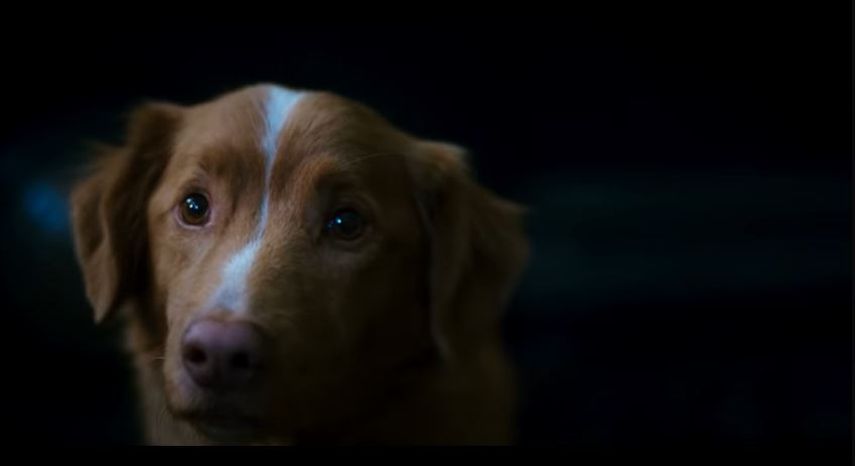 Escena del filme Good Boy del cineasta Ben Leonberg.