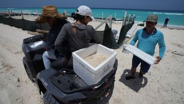 Funcionarios trasladan huevos de tortuga desde una playa para protegerlos de la llegada prevista del huracán Beryl, en Cancún, México, el miércoles 3 de julio de 2024.&nbsp;