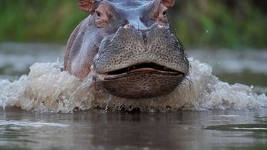 Un hipopótamo nada en el río Magdalena en Puerto Triunfo, Colombia, el miércoles 16 de febrero de 2022.