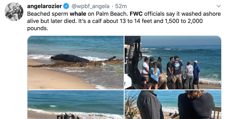 Captura de pantalla de la cuenta de Twitter de angelarozier/ @wpbf_angela